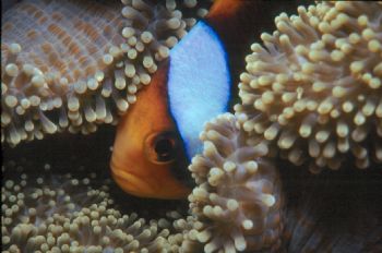 Allard's Anemonefish taken in Chuuk with Nikon N90s & 105... by Beverly Speed 